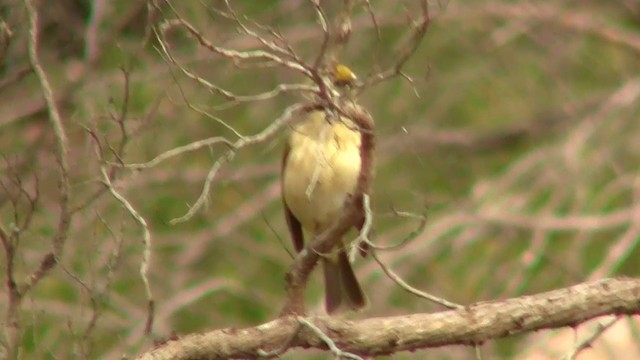 Gray-fronted Honeyeater - ML200910821