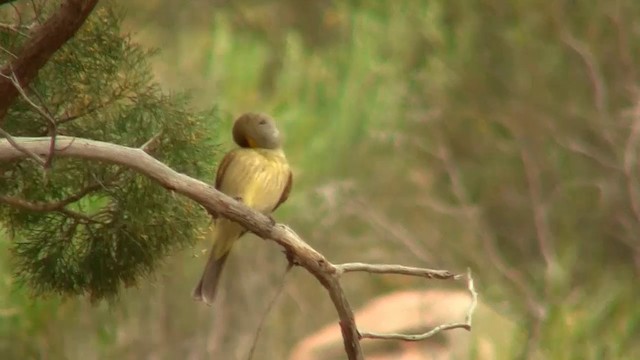 Gray-fronted Honeyeater - ML200910831