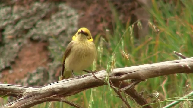 Gray-fronted Honeyeater - ML200910841