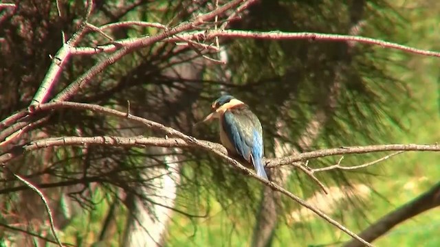 Sacred Kingfisher (Australasian) - ML200910901