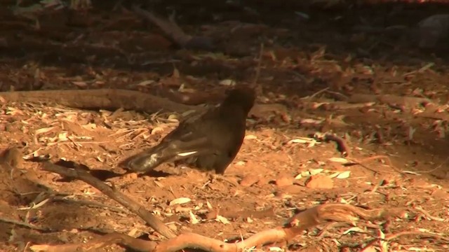 White-winged Chough - ML200910911