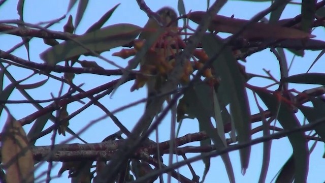 Yellow Thornbill - ML200910921