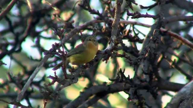 Yellow Thornbill - ML200910931