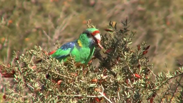 Australian Ringneck (Mallee) - ML200910951