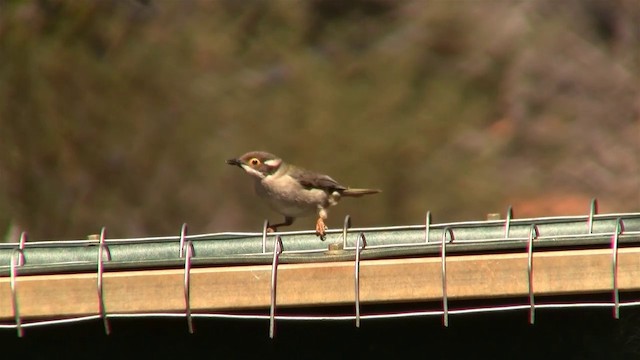 Brown-headed Honeyeater - ML200910991