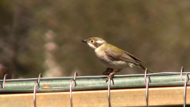 Brown-headed Honeyeater - ML200911001