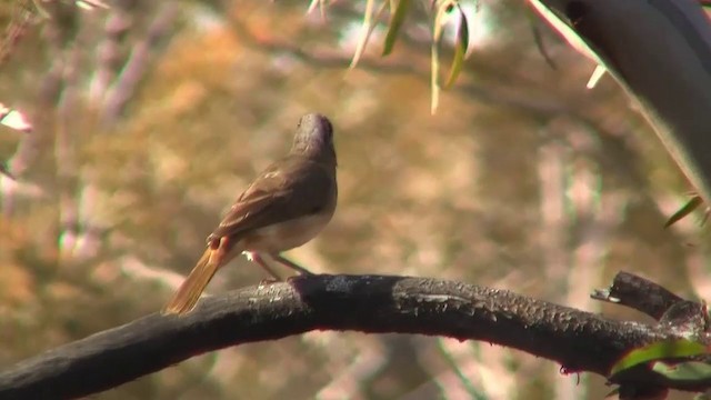 カンムリモズヒタキ - ML200911051