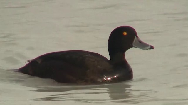 New Zealand Scaup - ML200911081