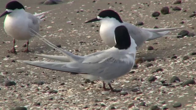 White-fronted Tern - ML200911131