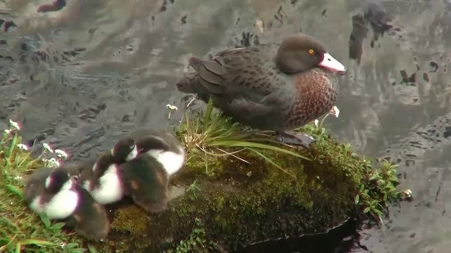 Blue Duck - ML200911211