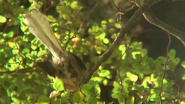 New Zealand Fantail - ML200911301