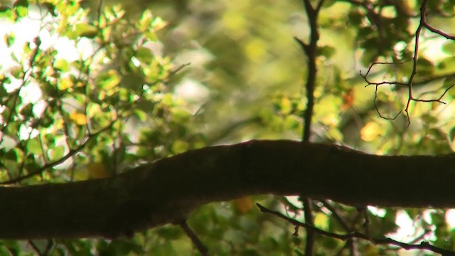 New Zealand Fantail - ML200911451