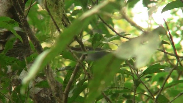 Gray Gerygone - ML200911611