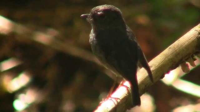 North Island Robin - ML200911641