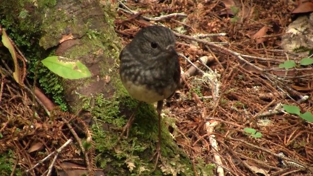 Nordinselschnäpper - ML200911651