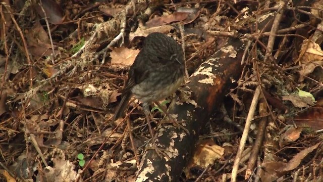 North Island Robin - ML200911661