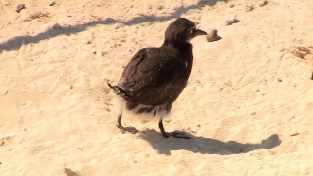 Brown Noddy - ML200911871