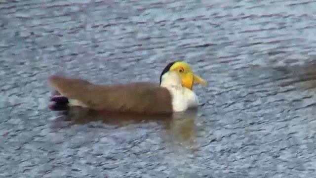 Masked Lapwing (Masked) - ML200911881