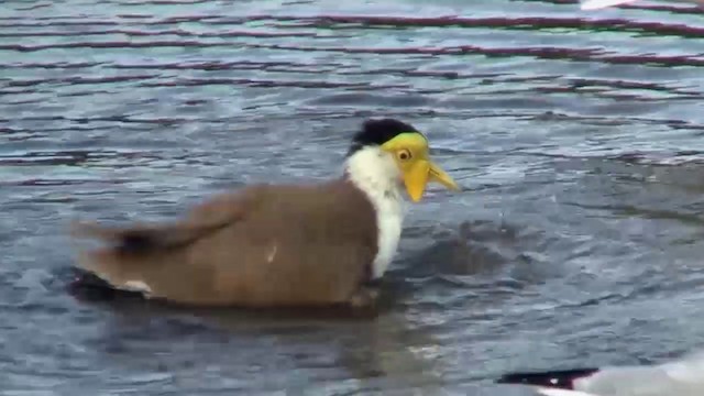 Masked Lapwing (Masked) - ML200911891