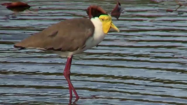 Masked Lapwing (Masked) - ML200911901