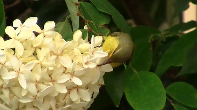 Sahul Sunbird - ML200911911