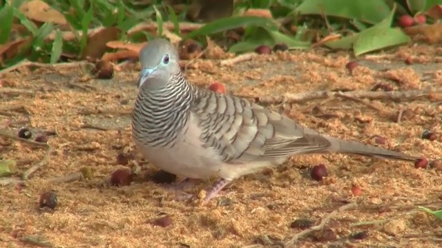 Peaceful Dove - ML200911931