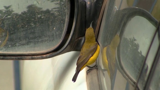 Sahul Sunbird - ML200911991