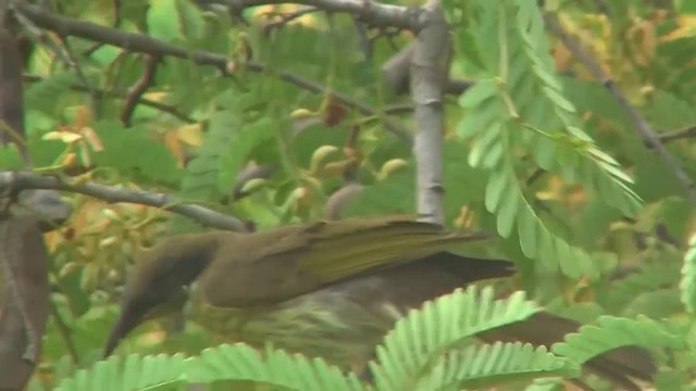 Varied Honeyeater - ML200912031