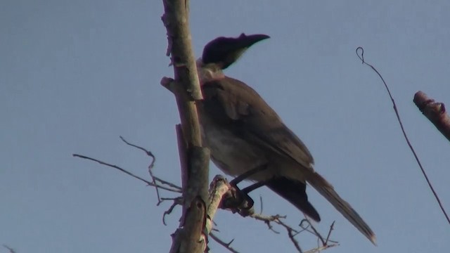 Noisy Friarbird - ML200912101