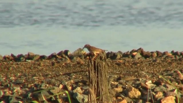 Australian Pipit - ML200912141