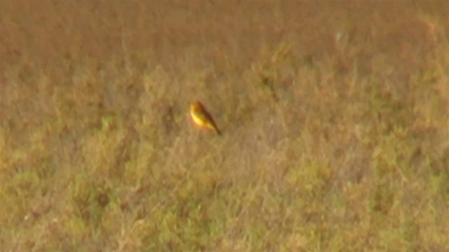 Yellow Chat - ML200912201