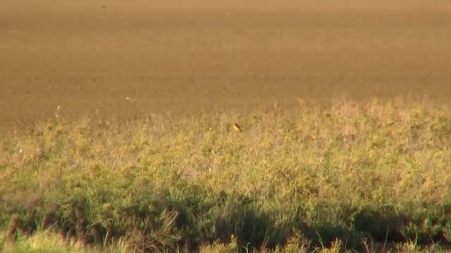 Yellow Chat - ML200912211