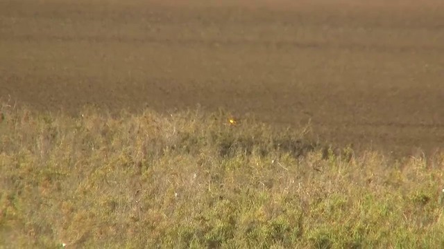 Yellow Chat - ML200912221