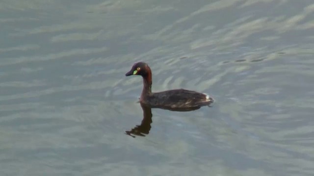 Australasian Grebe - ML200912231