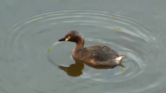 Australasian Grebe - ML200912241