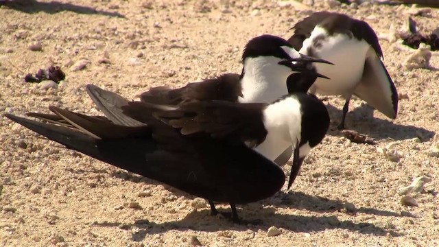 Sooty Tern - ML200912251