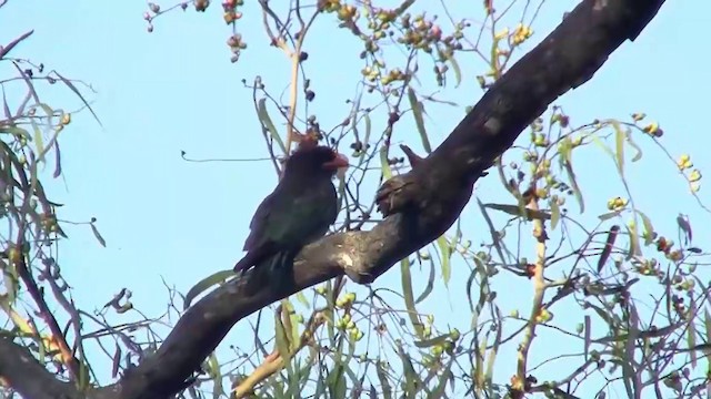 Dollarbird - ML200912301