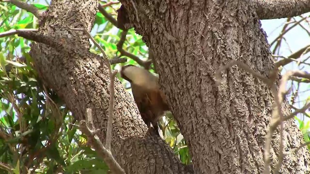 Gray-crowned Babbler - ML200912311