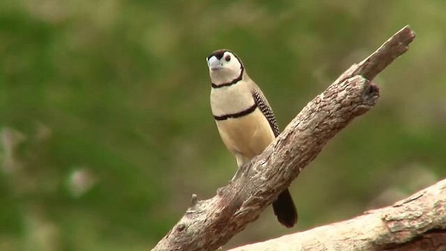 Double-barred Finch - ML200912361