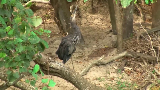 Great-billed Heron - ML200912381