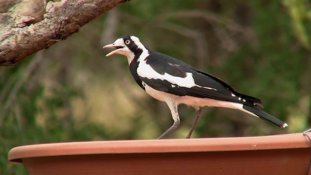 Grallina Australiana - ML200912411