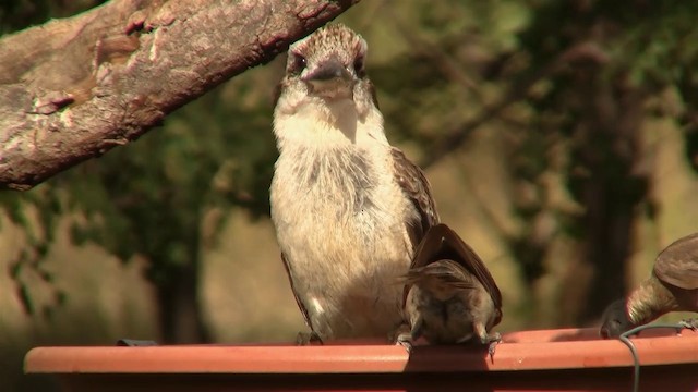 Laughing Kookaburra - ML200912451