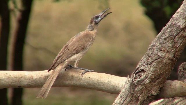 Little Friarbird - ML200912501