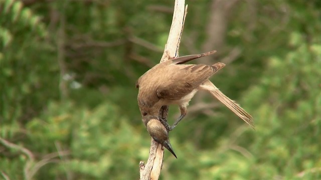 Little Friarbird - ML200912511