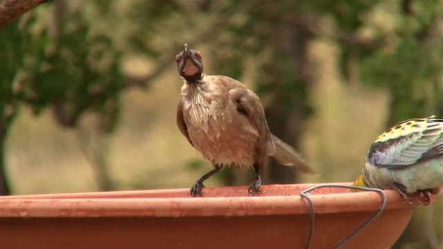 Noisy Friarbird - ML200912531