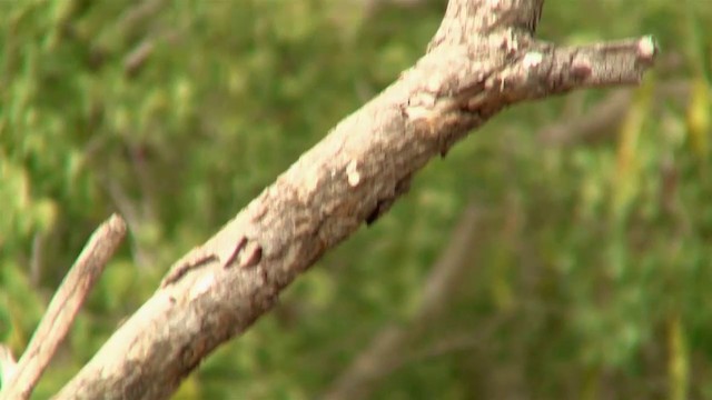 Olive-backed Oriole - ML200912541