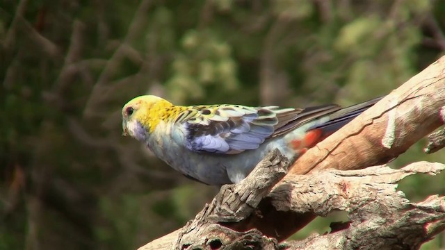 Pale-headed Rosella - ML200912551