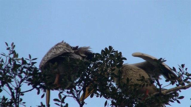 Pink-backed Pelican - ML200912571