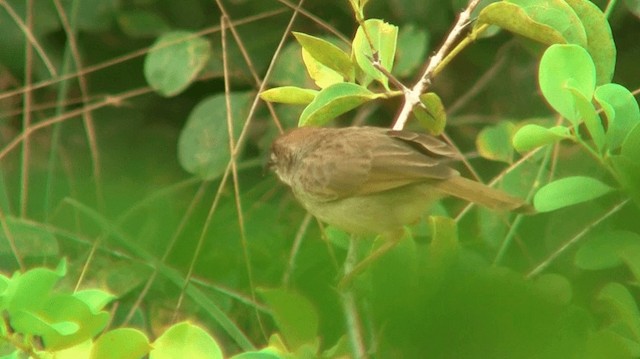 Rattling Cisticola - ML200912611