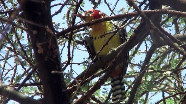 Red-and-yellow Barbet - ML200912621